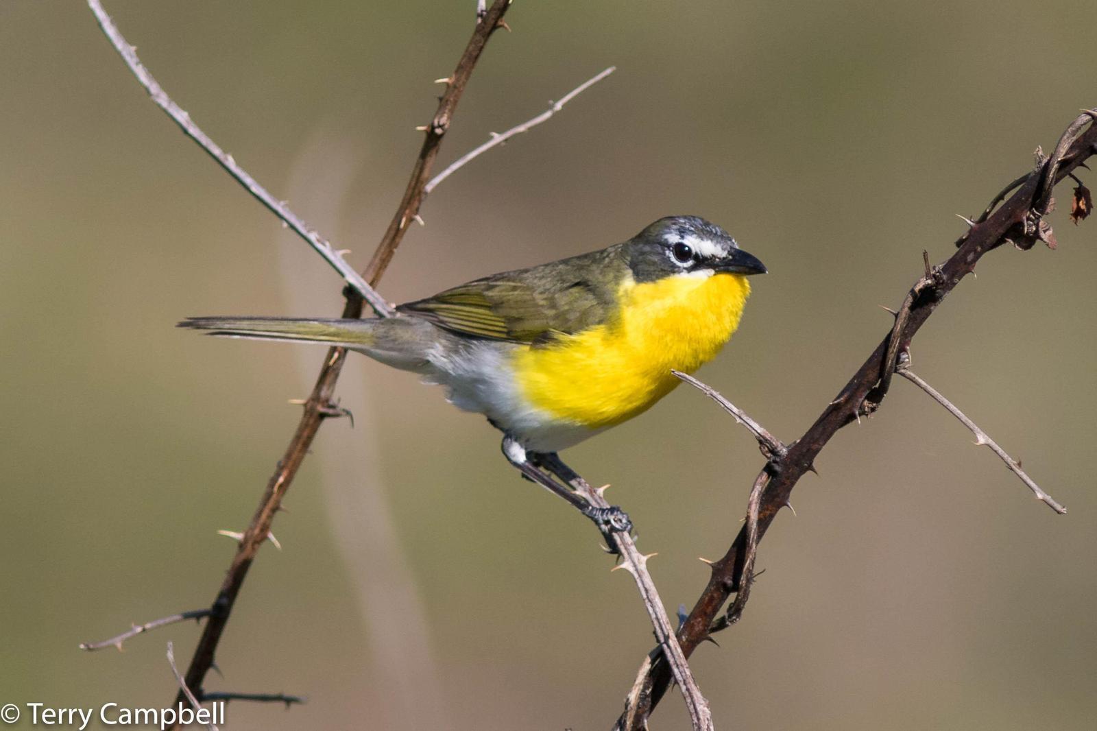Yellow-breasted Chat Photo by Terry Campbell