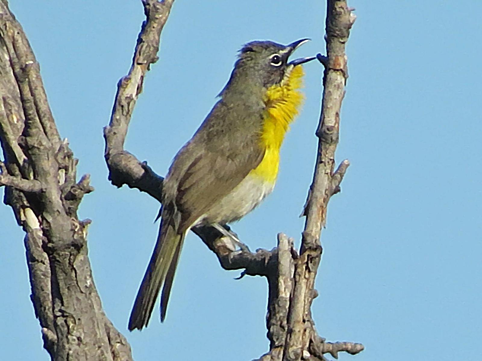 Yellow-breasted Chat Photo by Bob Neugebauer