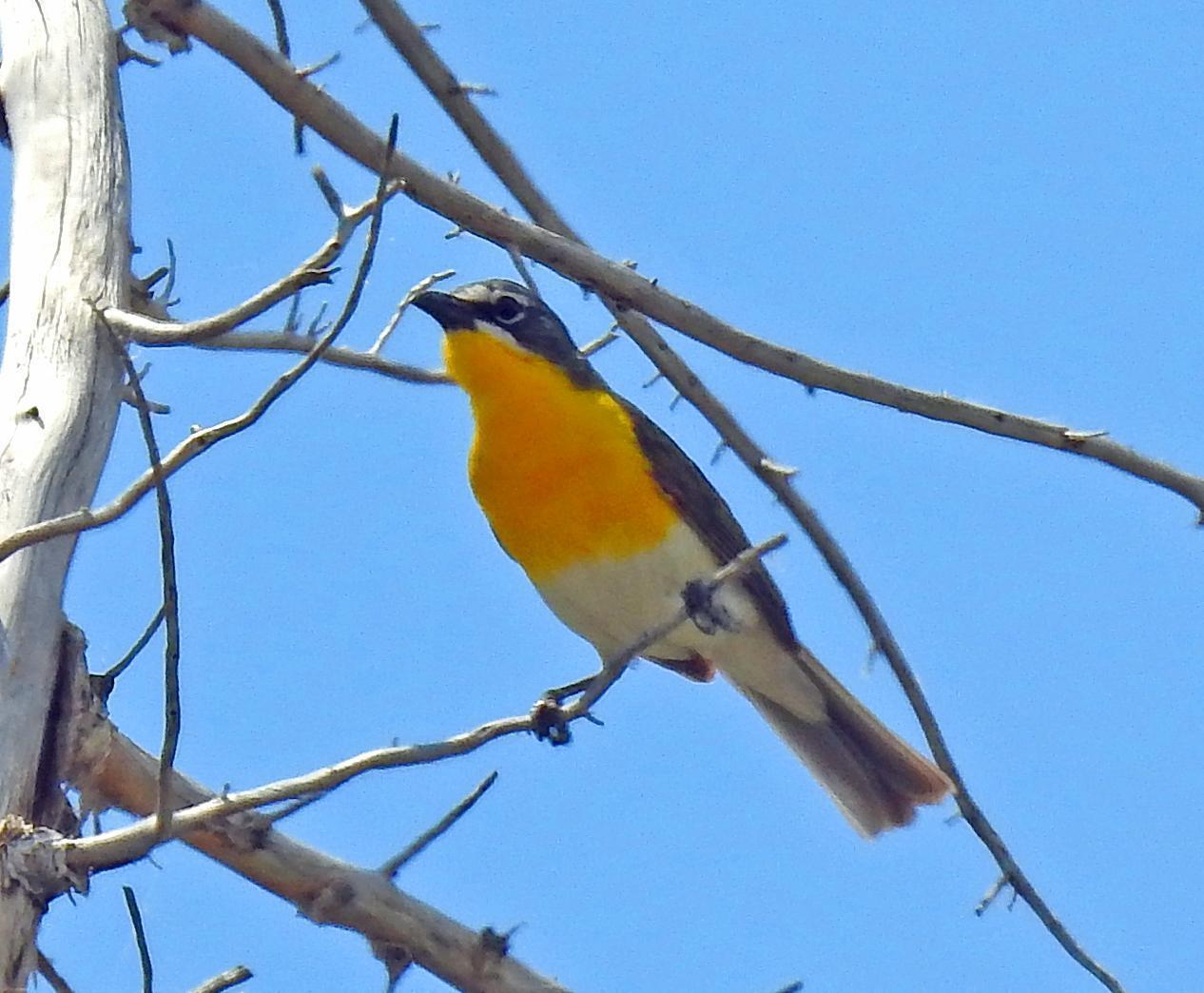 Yellow-breasted Chat Photo by Tom Gannon