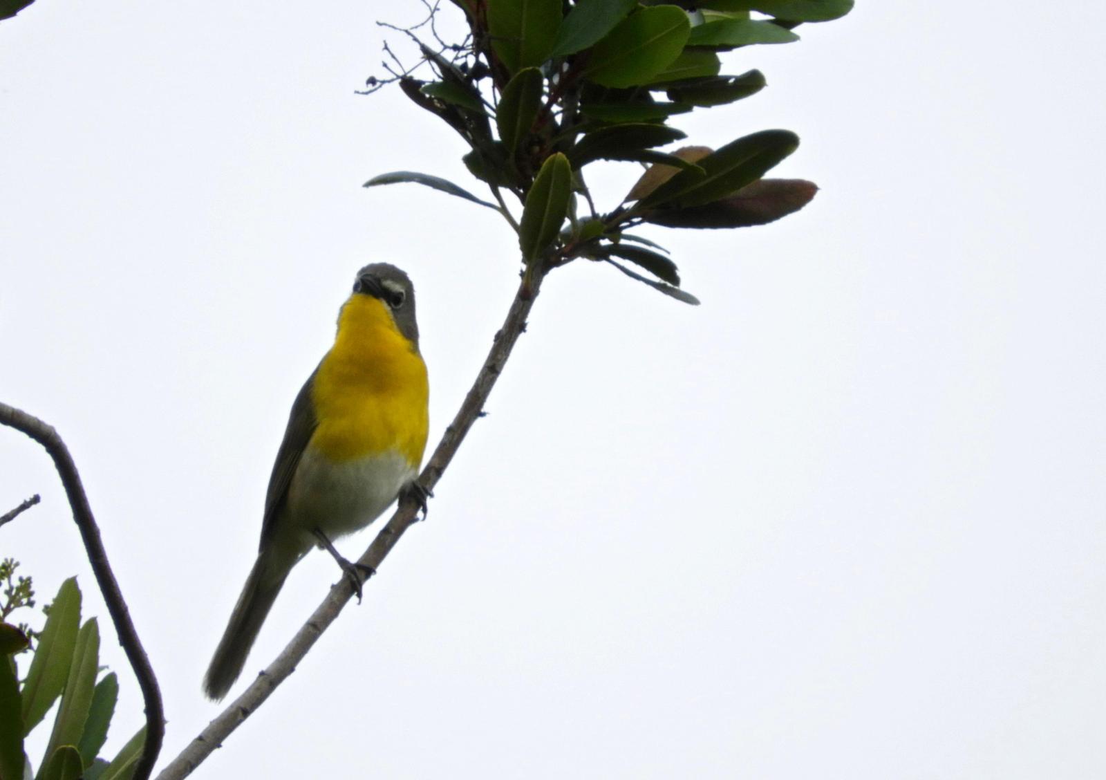 Yellow-breasted Chat Photo by Yvonne Burch-Hartley