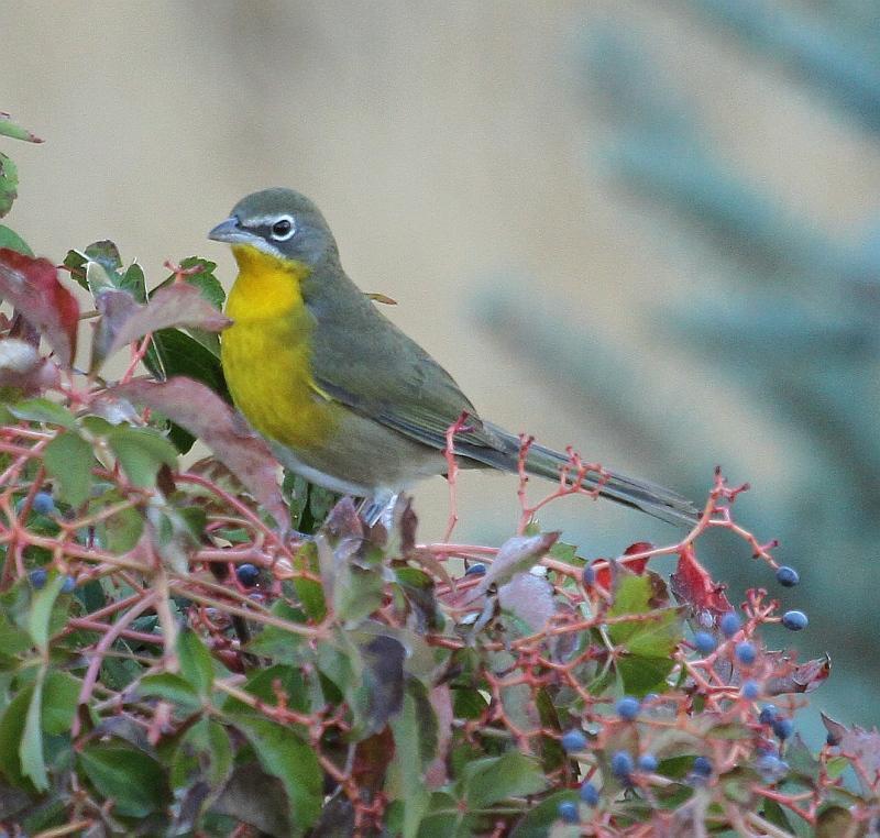 Yellow-breasted Chat Photo by Vicki Miller