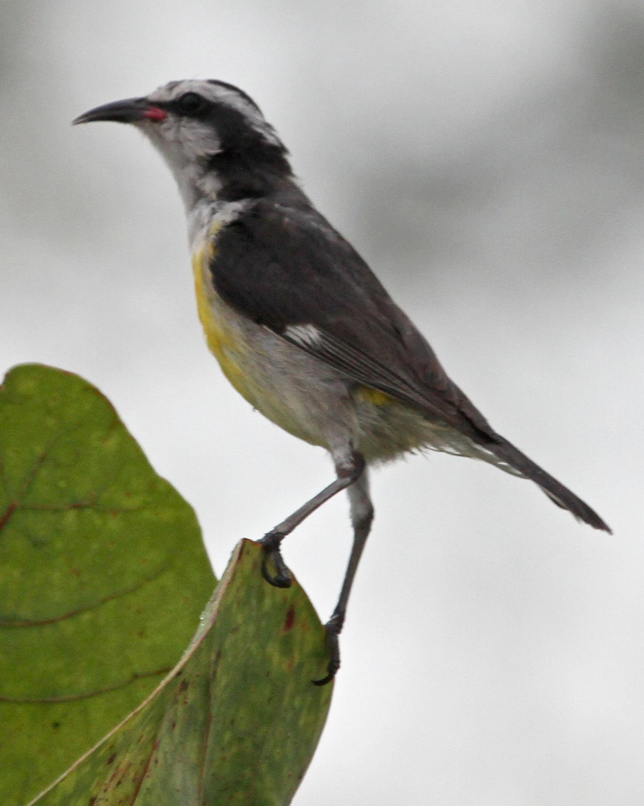 Bananaquit Photo by Monte Taylor