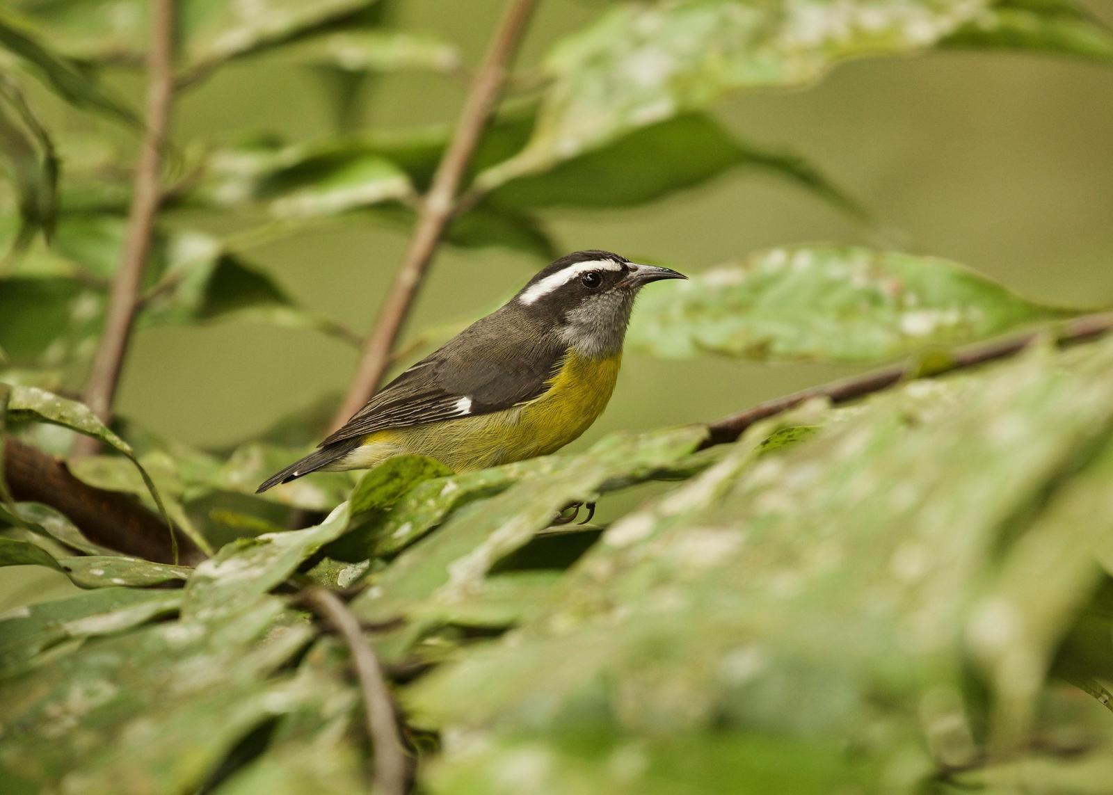 Bananaquit Photo by  