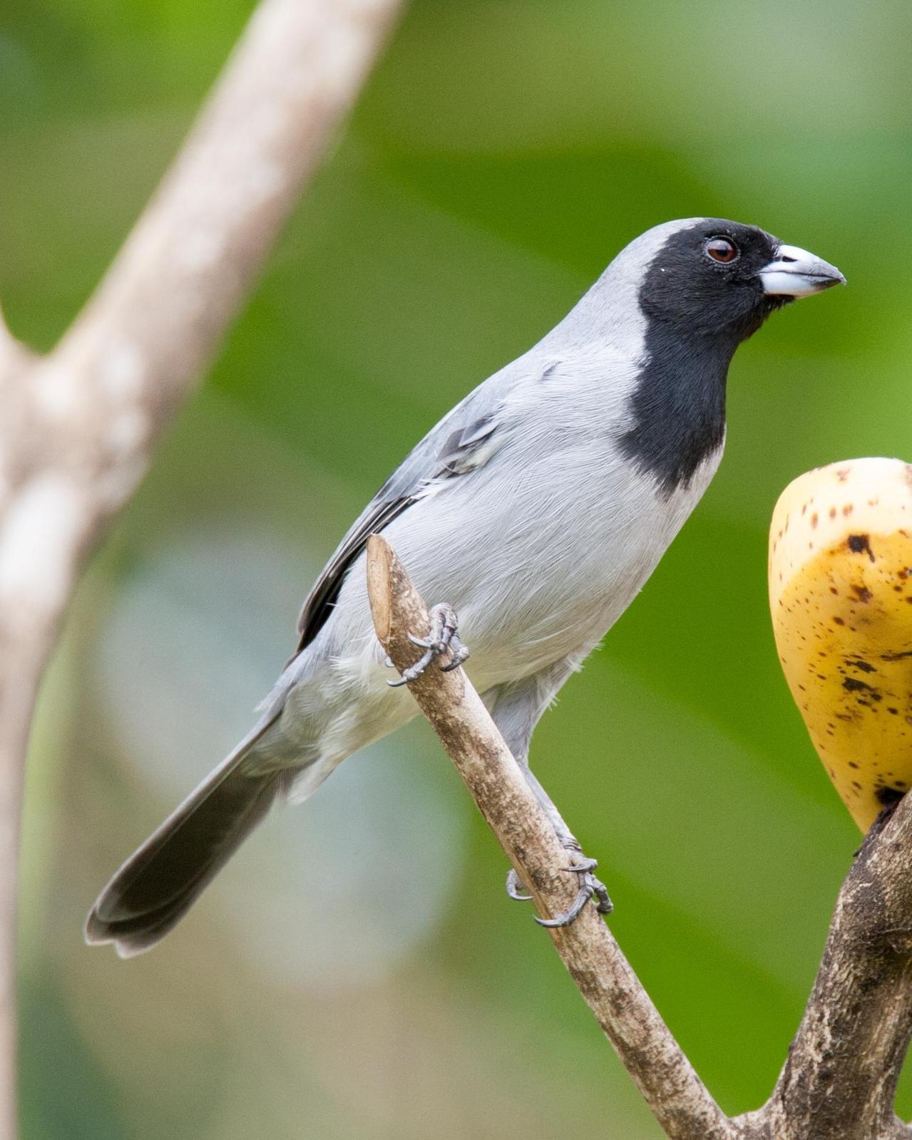 Black-faced Tanager Photo by Robert Lewis
