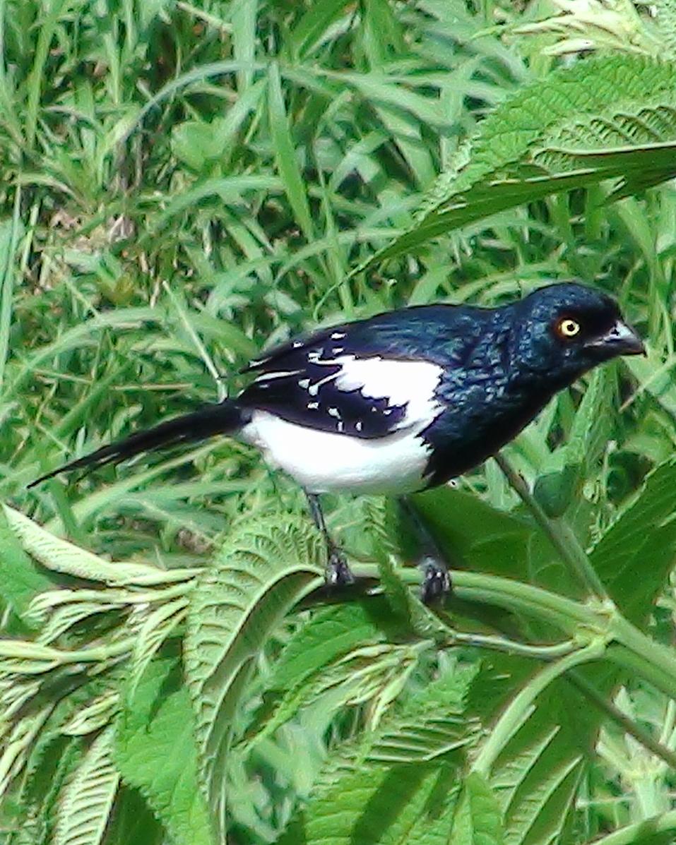 Magpie Tanager Photo by Victor Rebuzzi