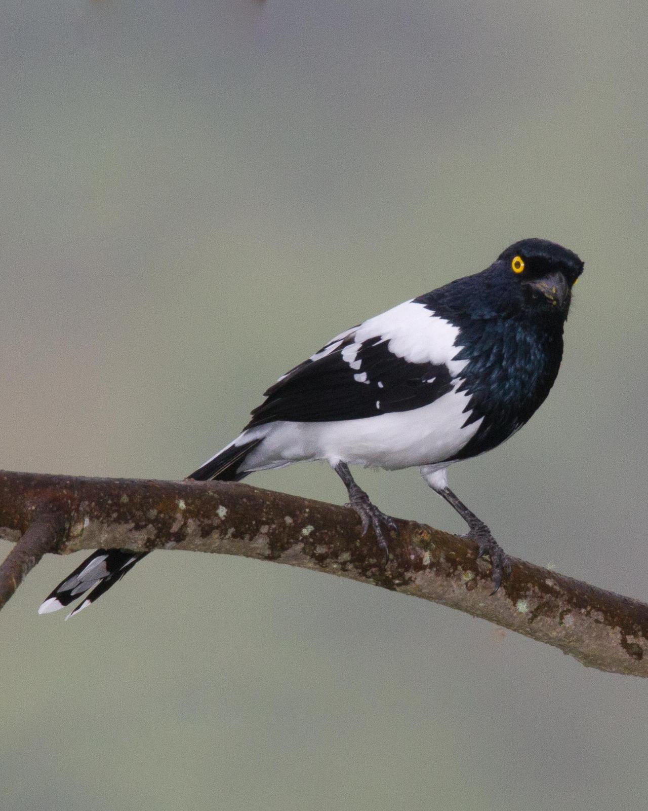 Magpie Tanager Photo by Robert Lewis