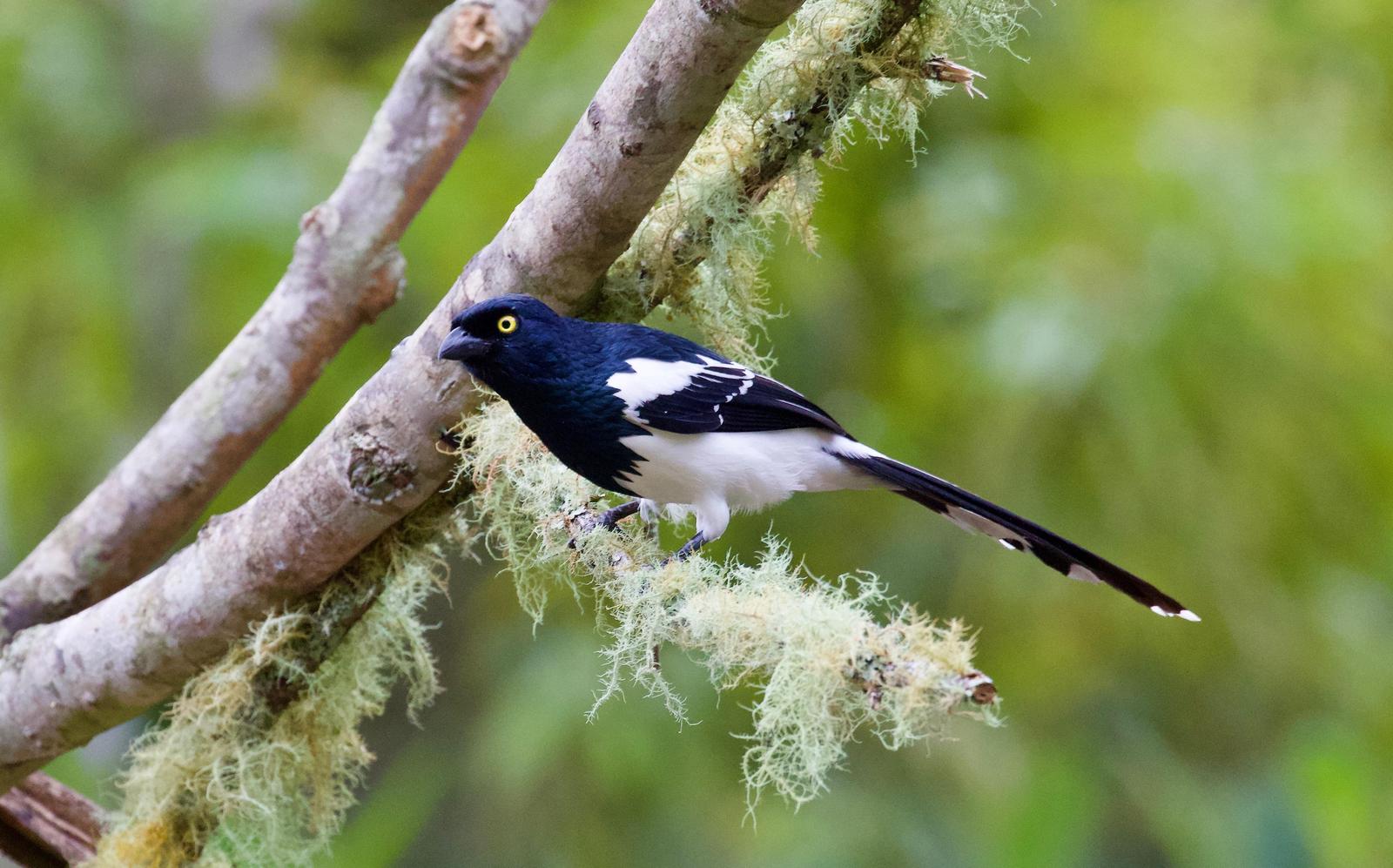 Magpie Tanager Photo by  