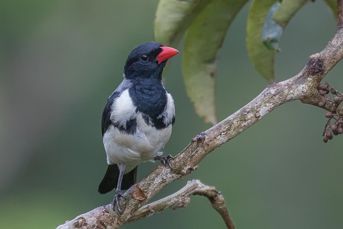 Red-billed Pied Tanager Photo by Alexandre Gualhanone