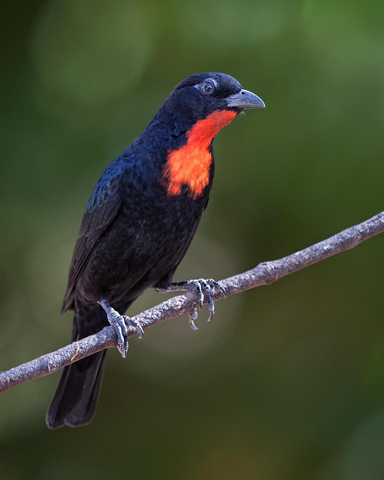 Scarlet-throated Tanager Photo by Christine Hansen