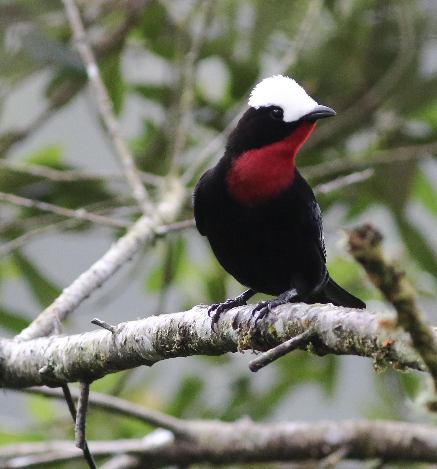 White-capped Tanager Photo by Leonardo Garrigues