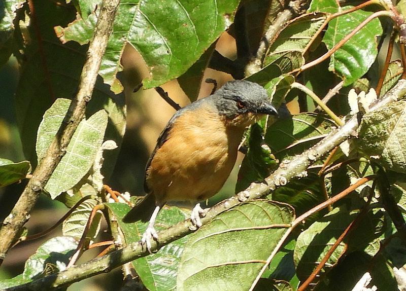 Rufous-crested Tanager Photo by Jeff Harding