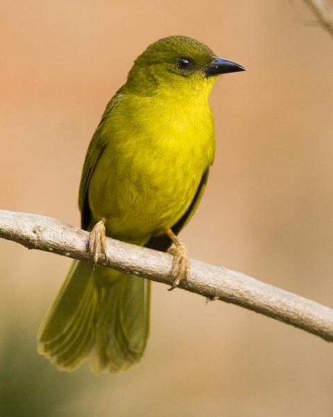 Olive-green Tanager Photo by Francesco Veronesi