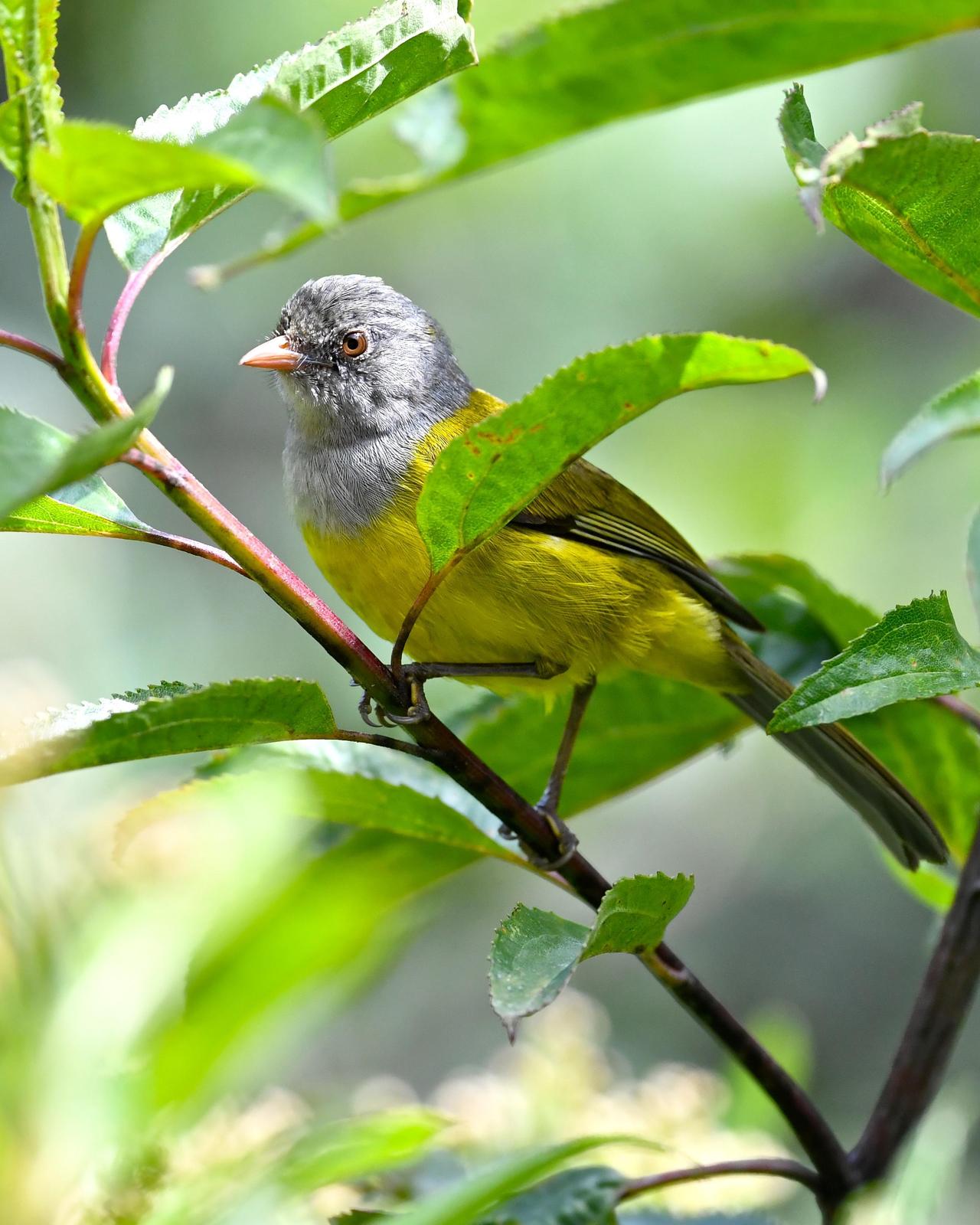 Gray-hooded Bush Tanager Photo by Gerald Friesen