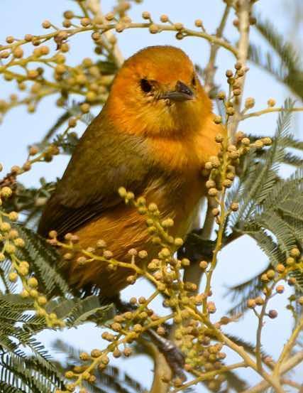 Rufous-chested Tanager Photo by Andrew Pittman