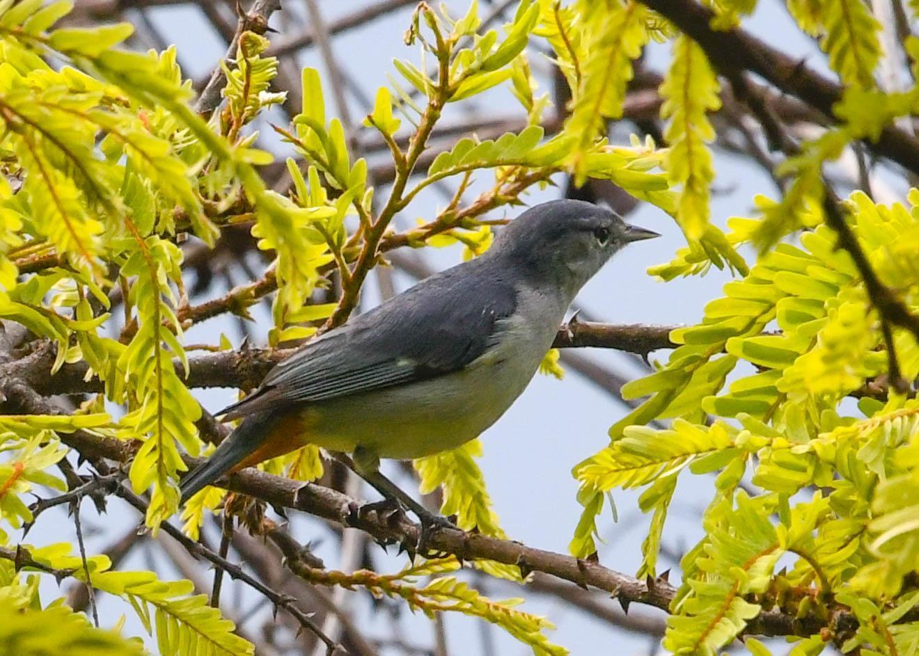 Chestnut-vented Conebill Photo by Roy Wiering