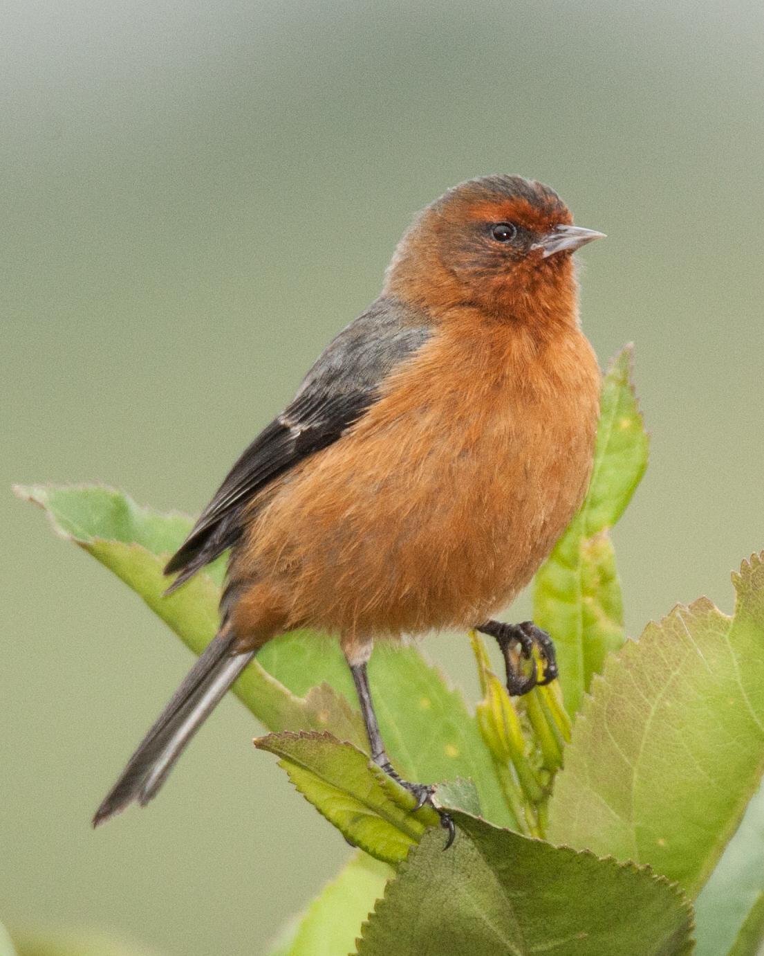 Rufous-browed Conebill Photo by Robert Lewis
