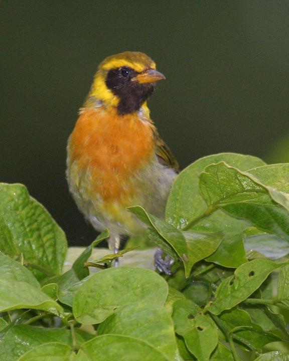 Guira Tanager Photo by Peter Boesman