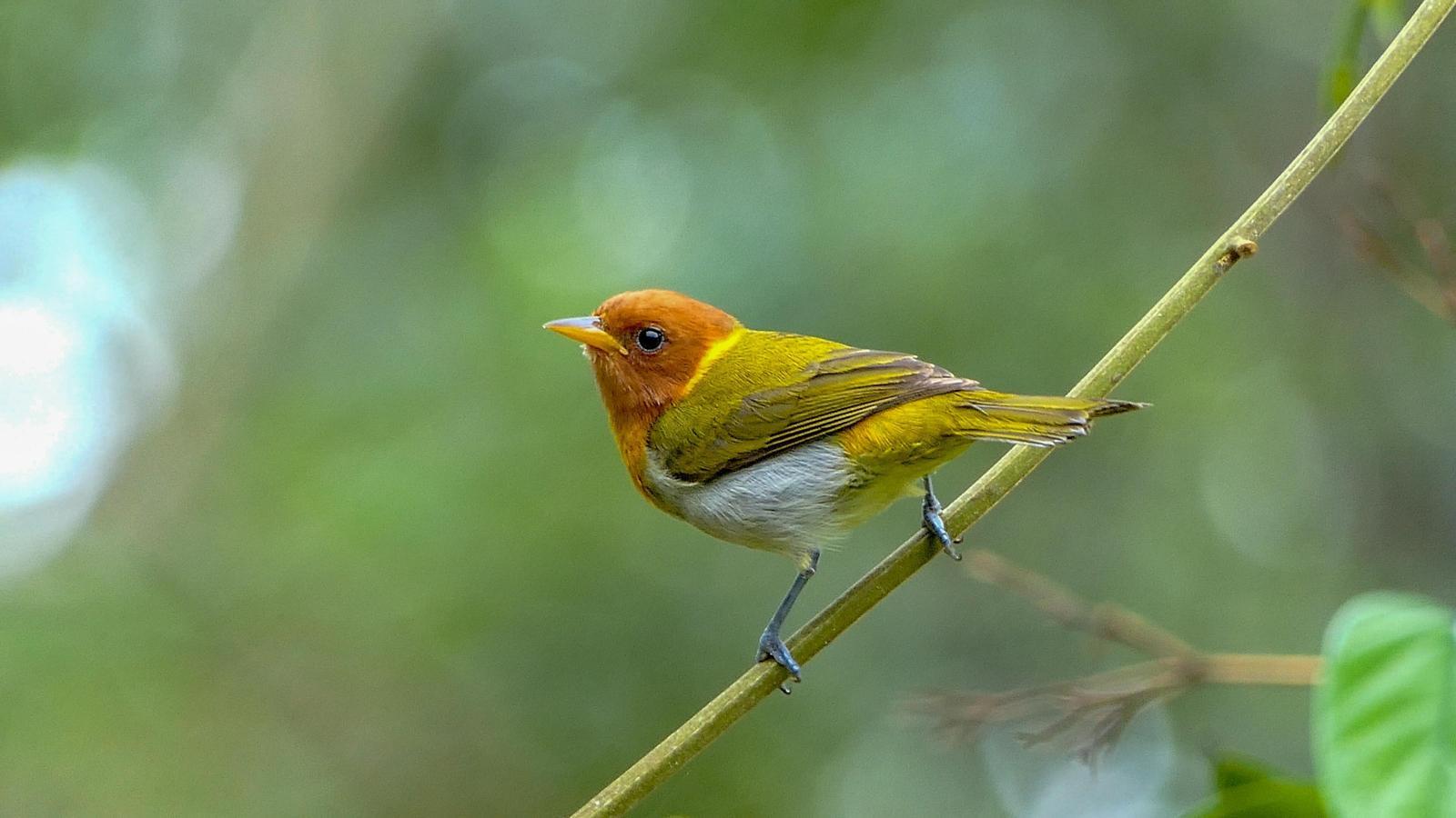 Unveiling the Forest’s Guardian Angel: Discovering the Ecological Superpowers of a Cute Little Bird