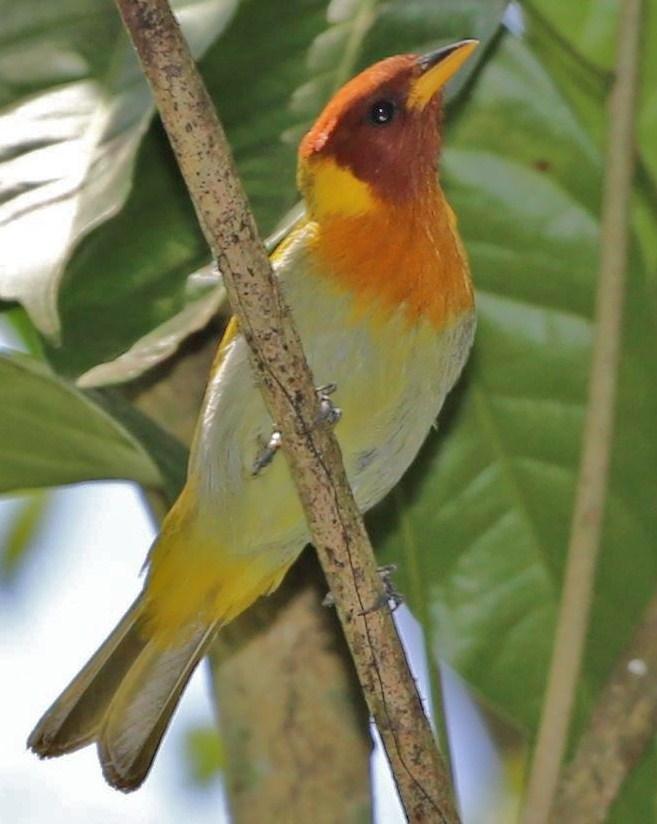 Rufous-headed Tanager Photo by Lesley Roy