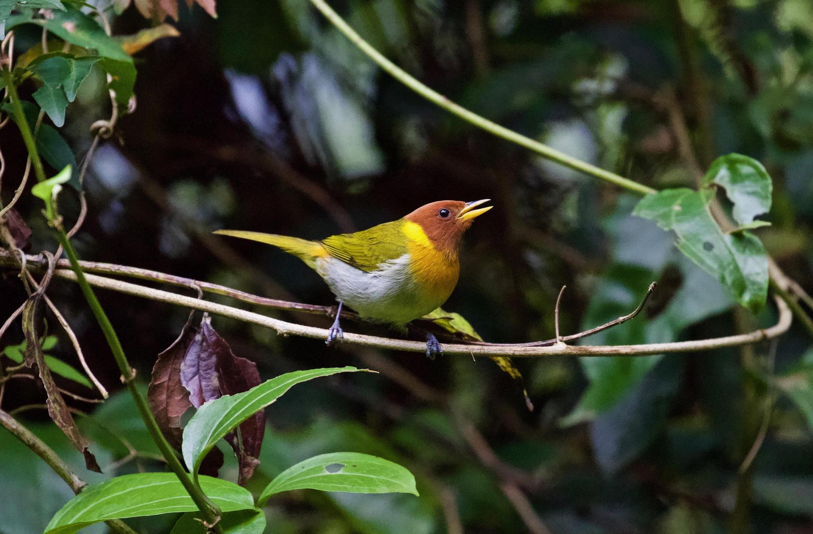 Rufous-headed Tanager Photo by  
