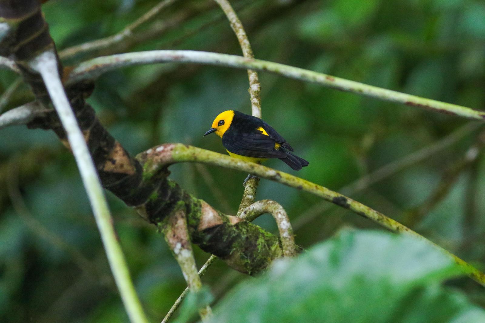 Black-and-yellow Tanager Photo by Leonardo Garrigues