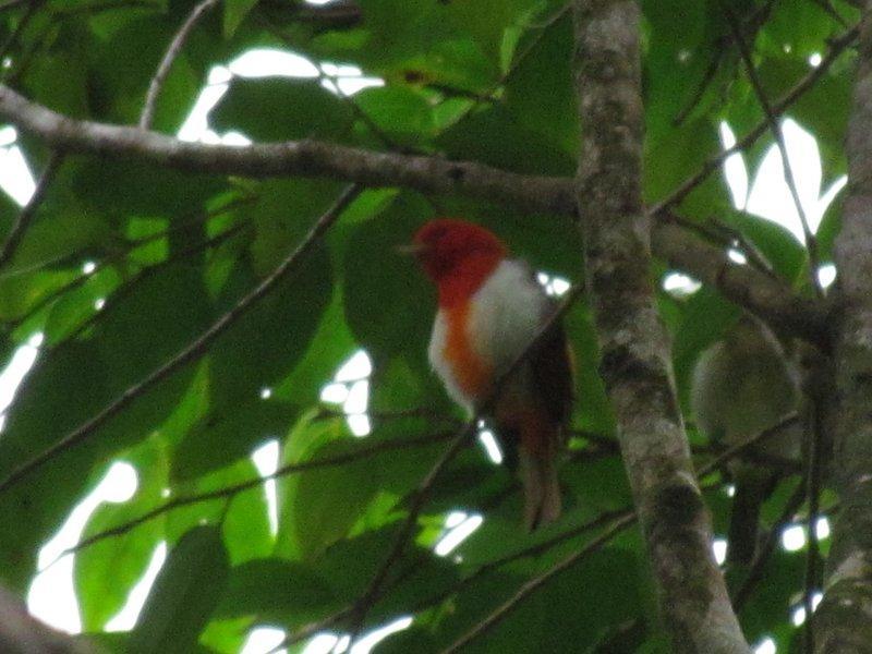 Scarlet-and-white Tanager Photo by Jeff Harding