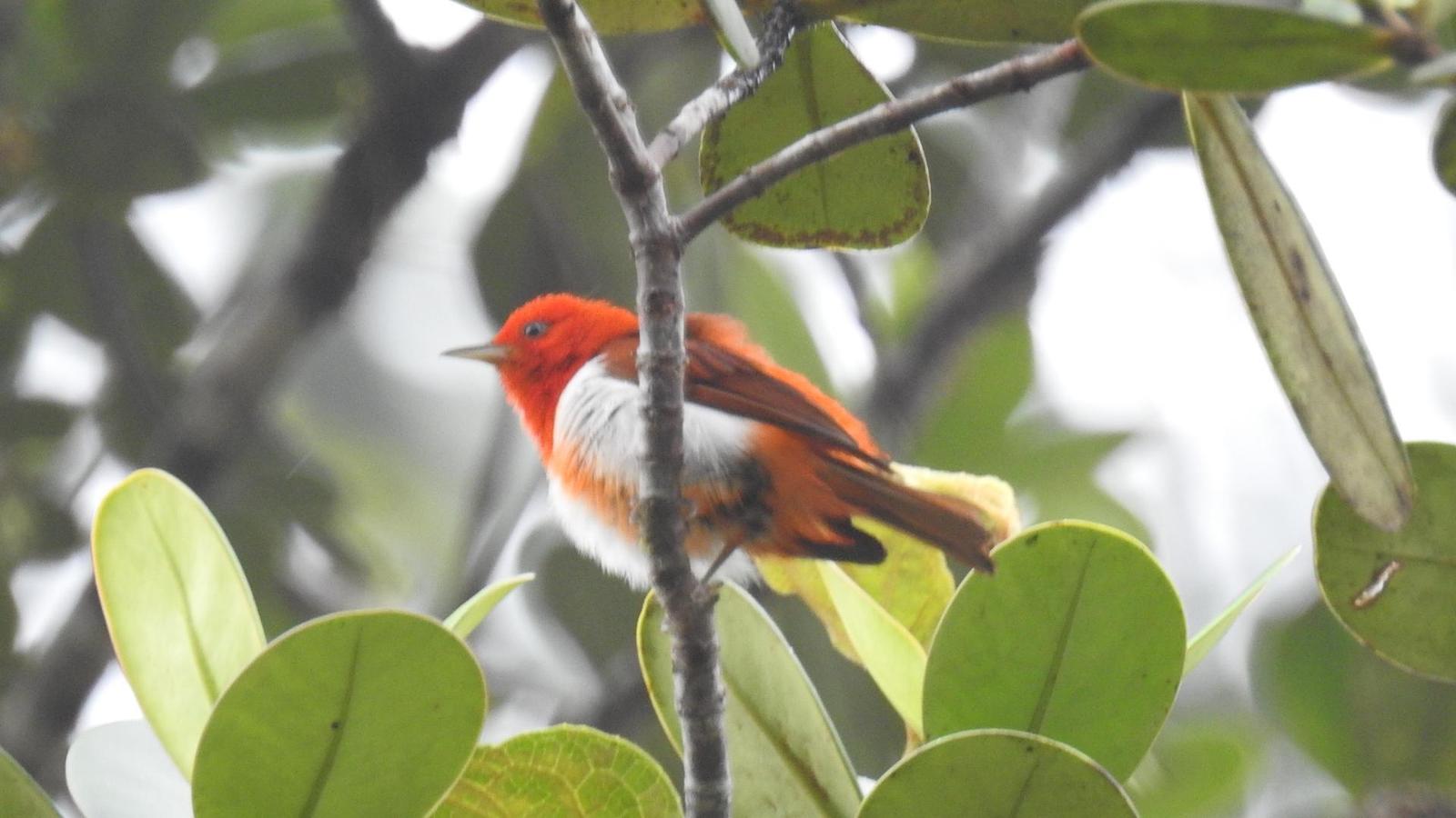 Scarlet-and-white Tanager Photo by Julio Delgado
