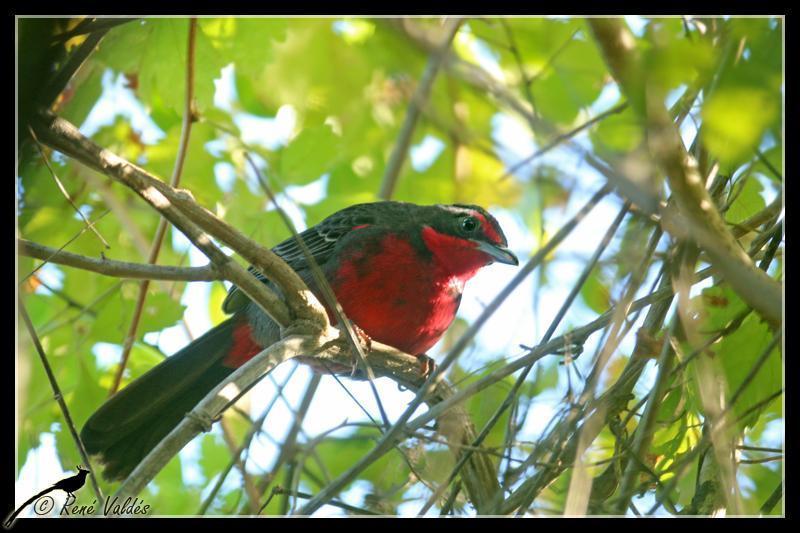 Rosy Thrush-Tanager Photo by Rene Valdes