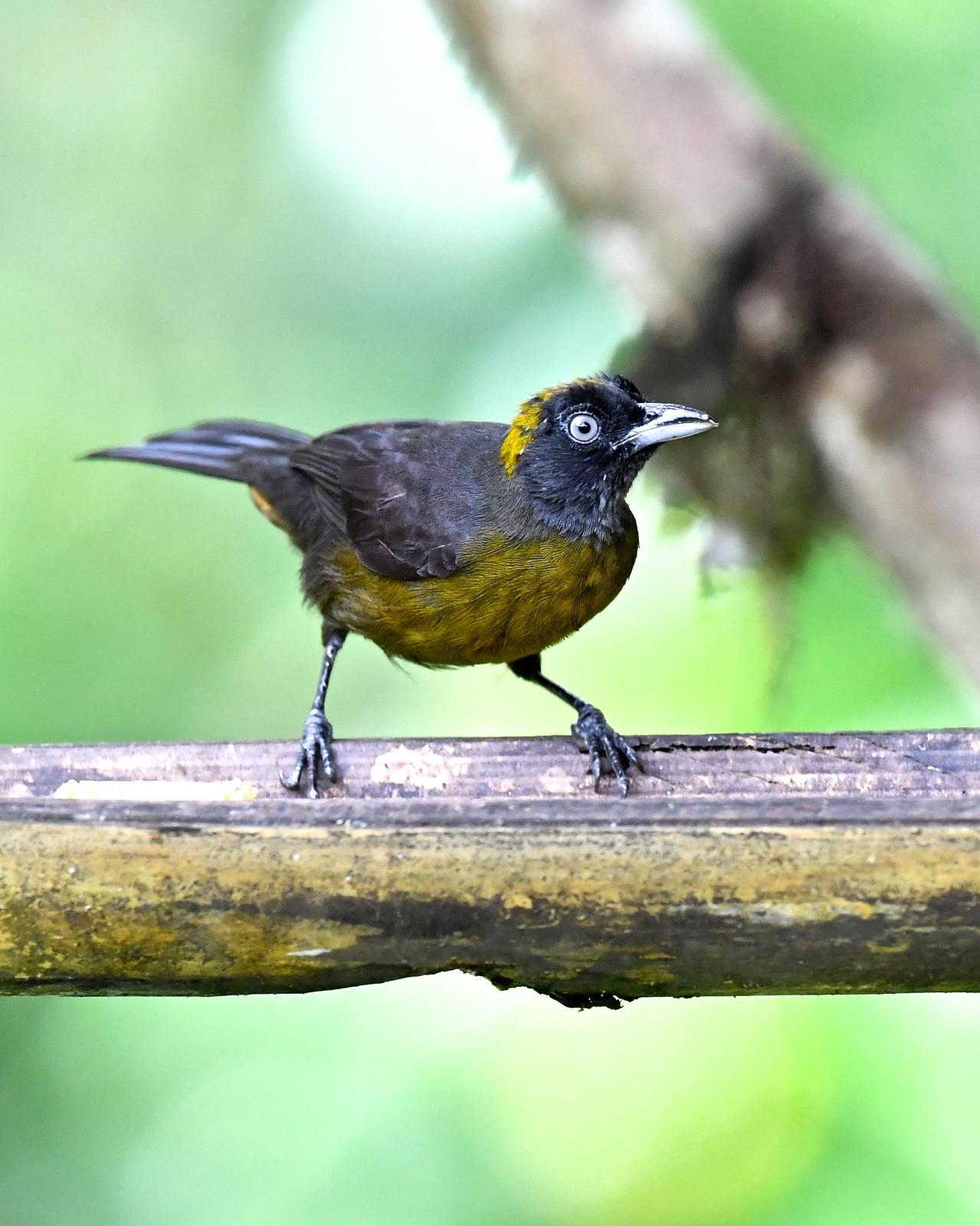 Dusky-faced Tanager Photo by Gerald Friesen