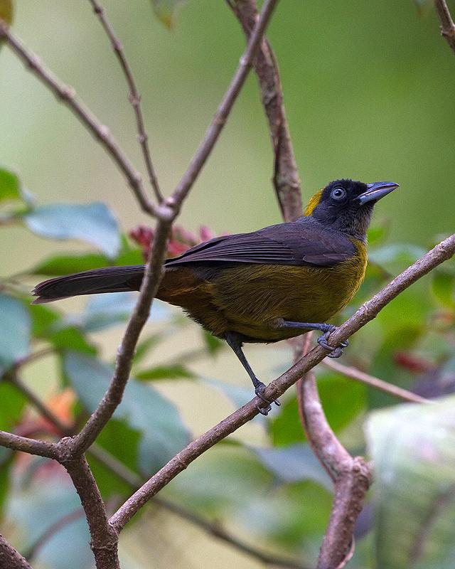 Dusky-faced Tanager Photo by Ryan Shaw
