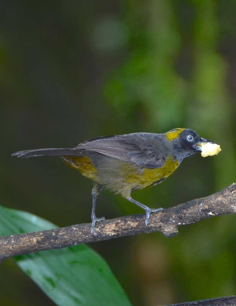 Dusky-faced Tanager Photo by Andrew Pittman