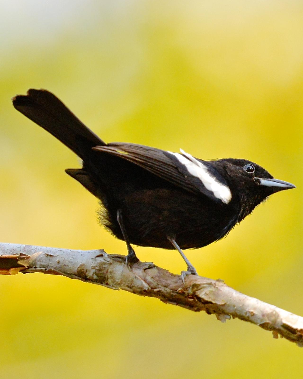 White-shouldered Tanager Photo by Gerald Friesen