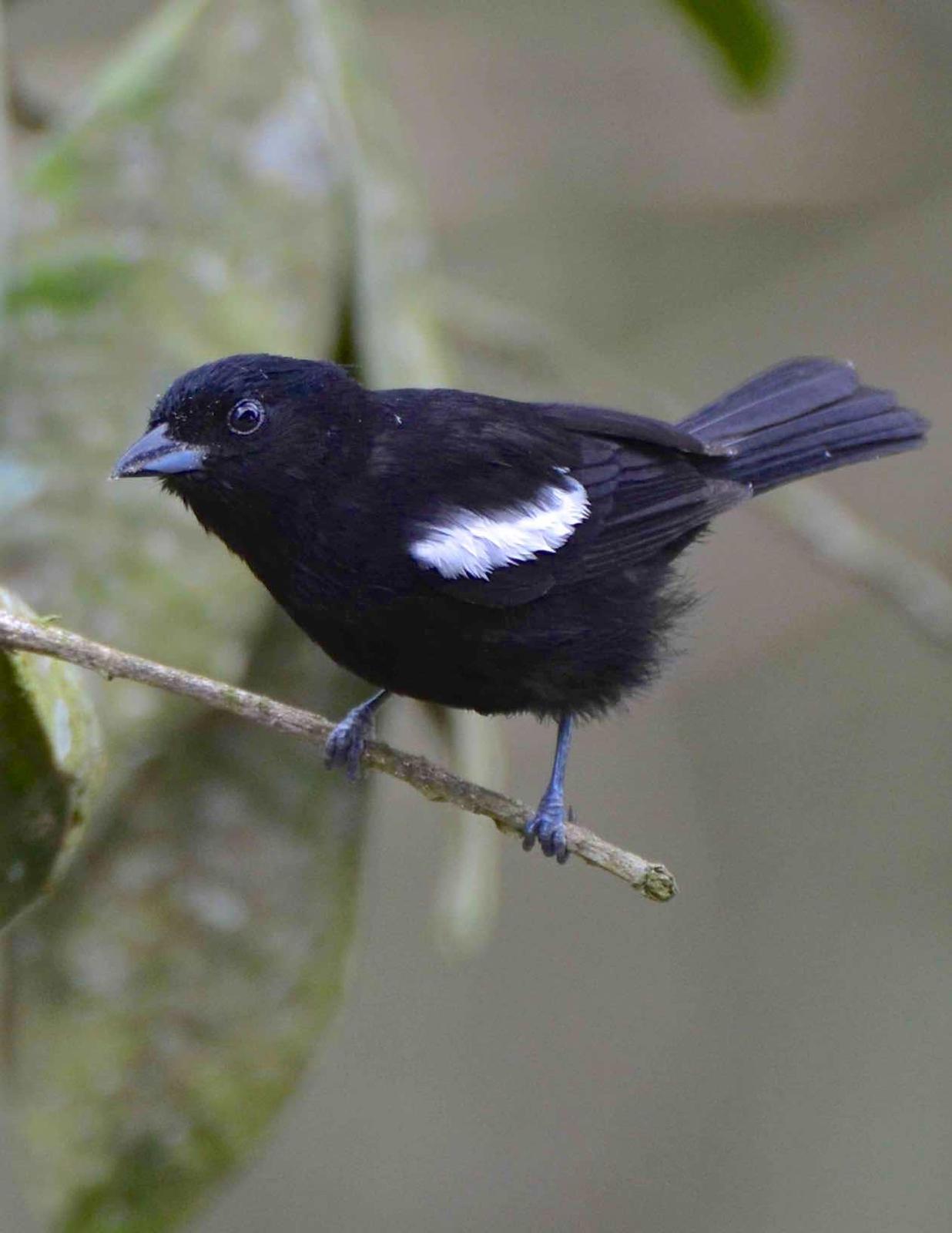 White-shouldered Tanager Photo by Andrew Pittman