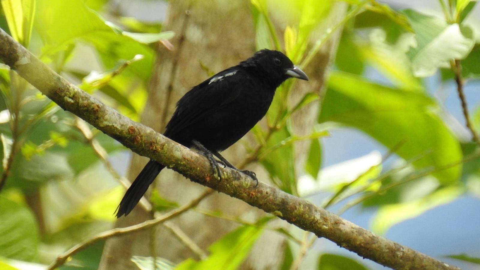 White-shouldered Tanager Photo by Julio Delgado