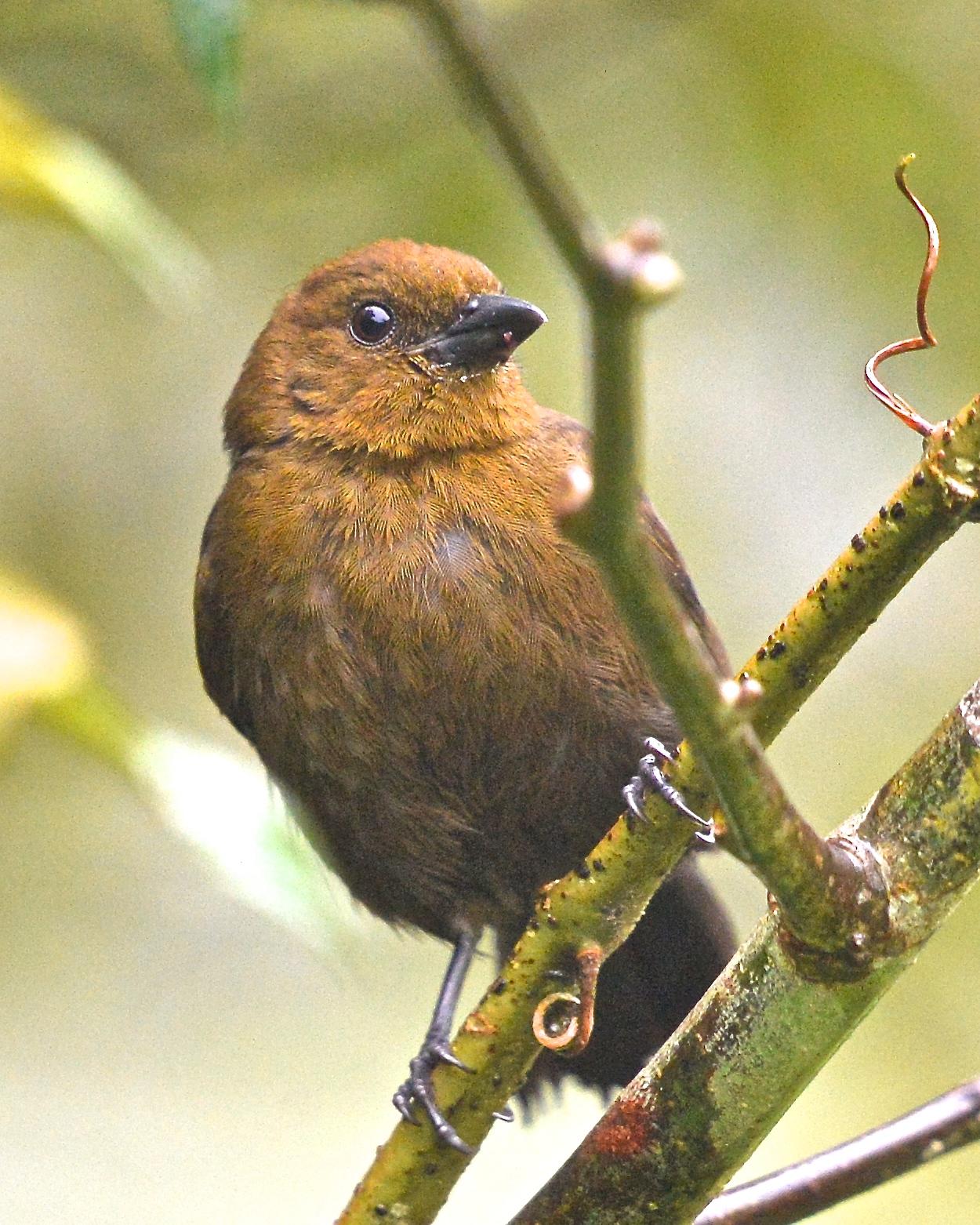 Tawny-crested Tanager Photo by Gerald Friesen