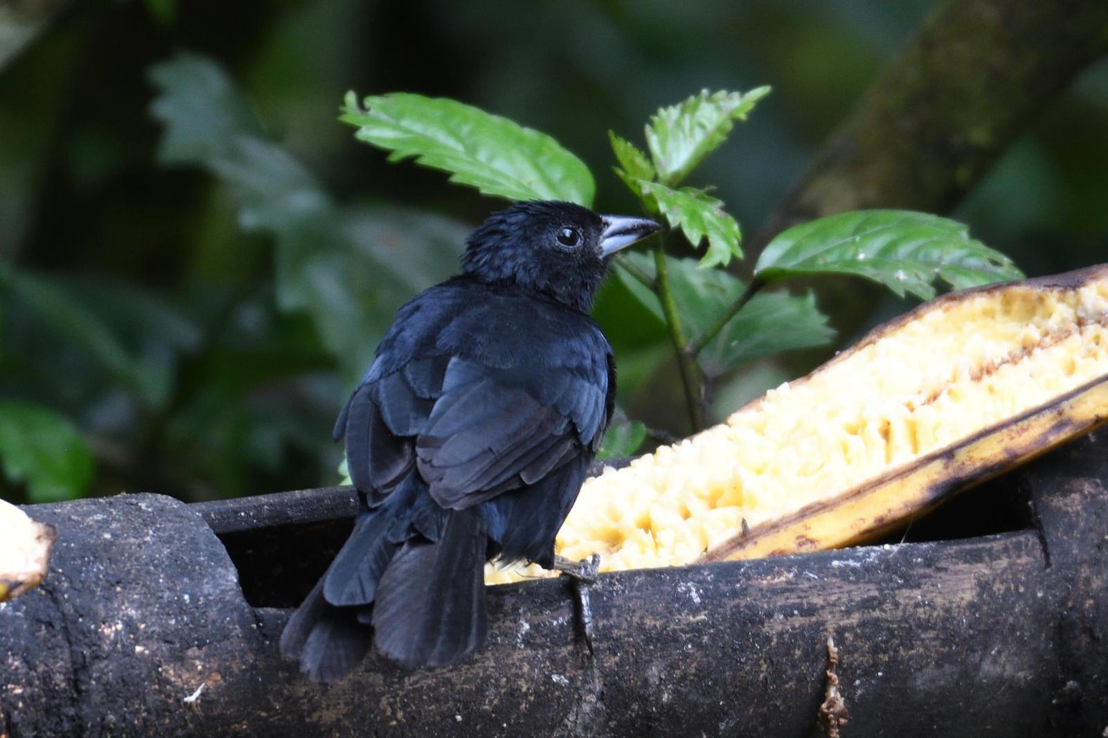 White-lined Tanager Photo by Ann Doty