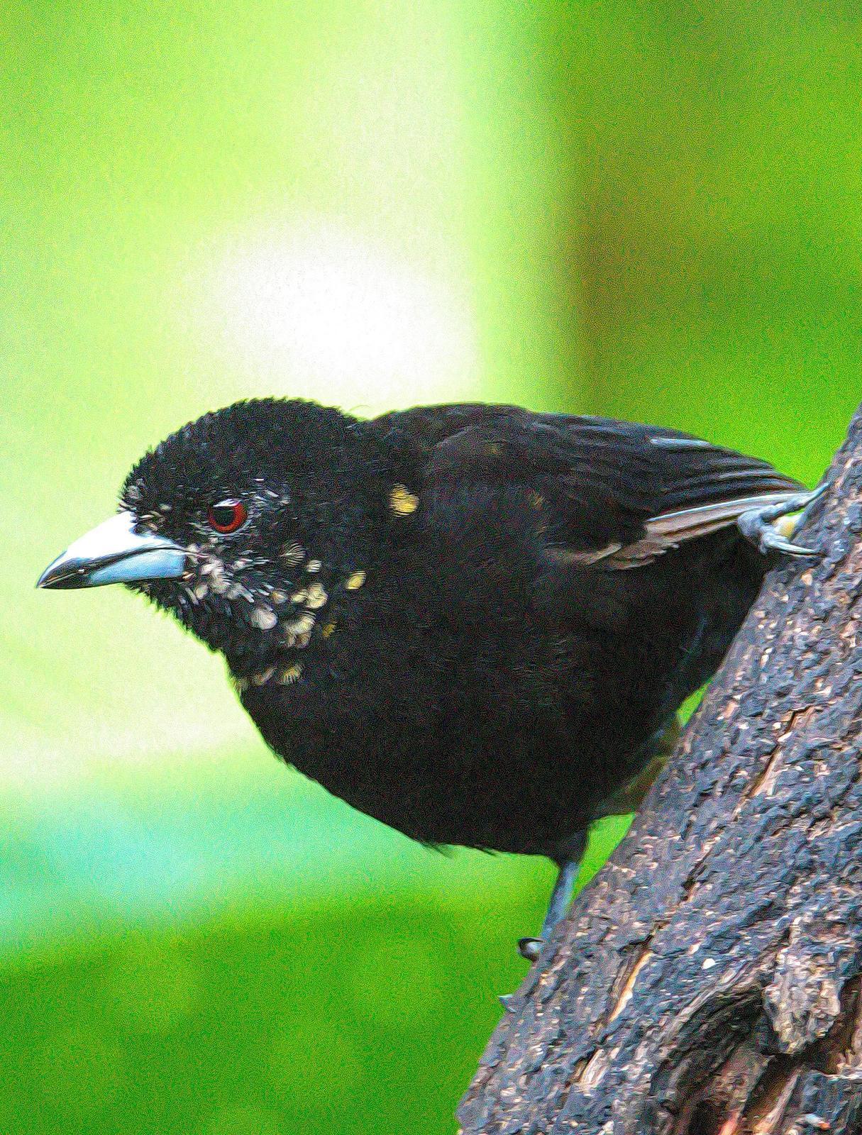 White-lined Tanager Photo by Dan Tallman