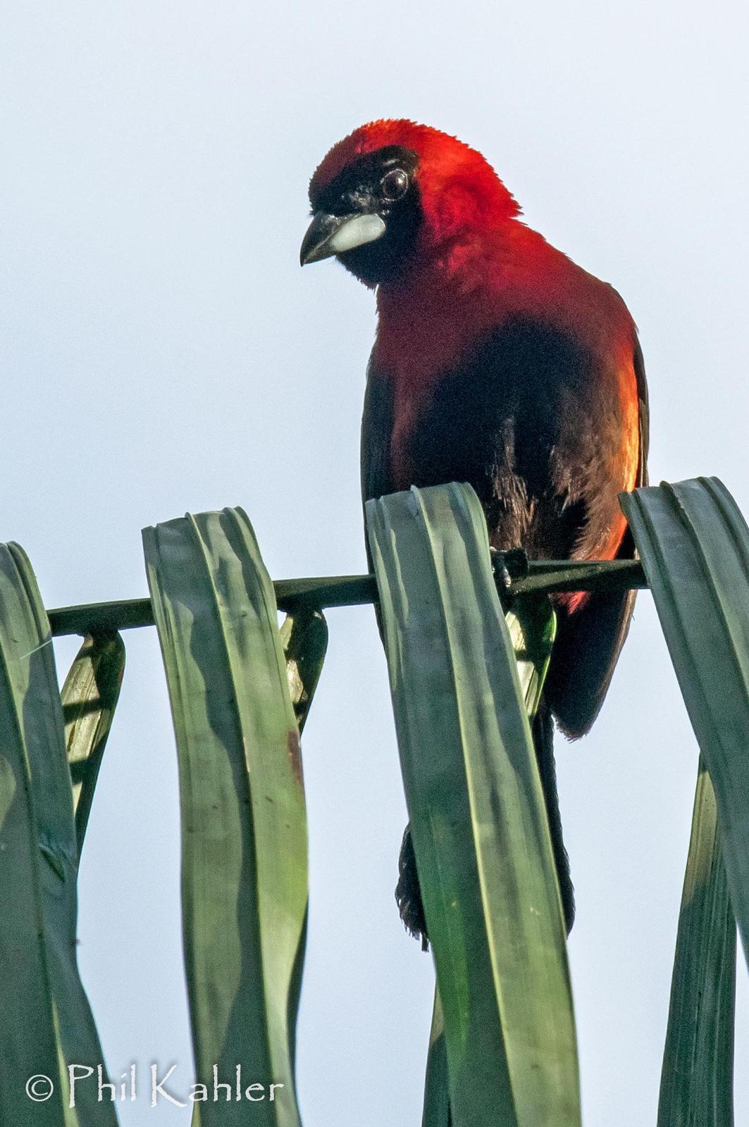 Masked Crimson Tanager Photo by Phil Kahler