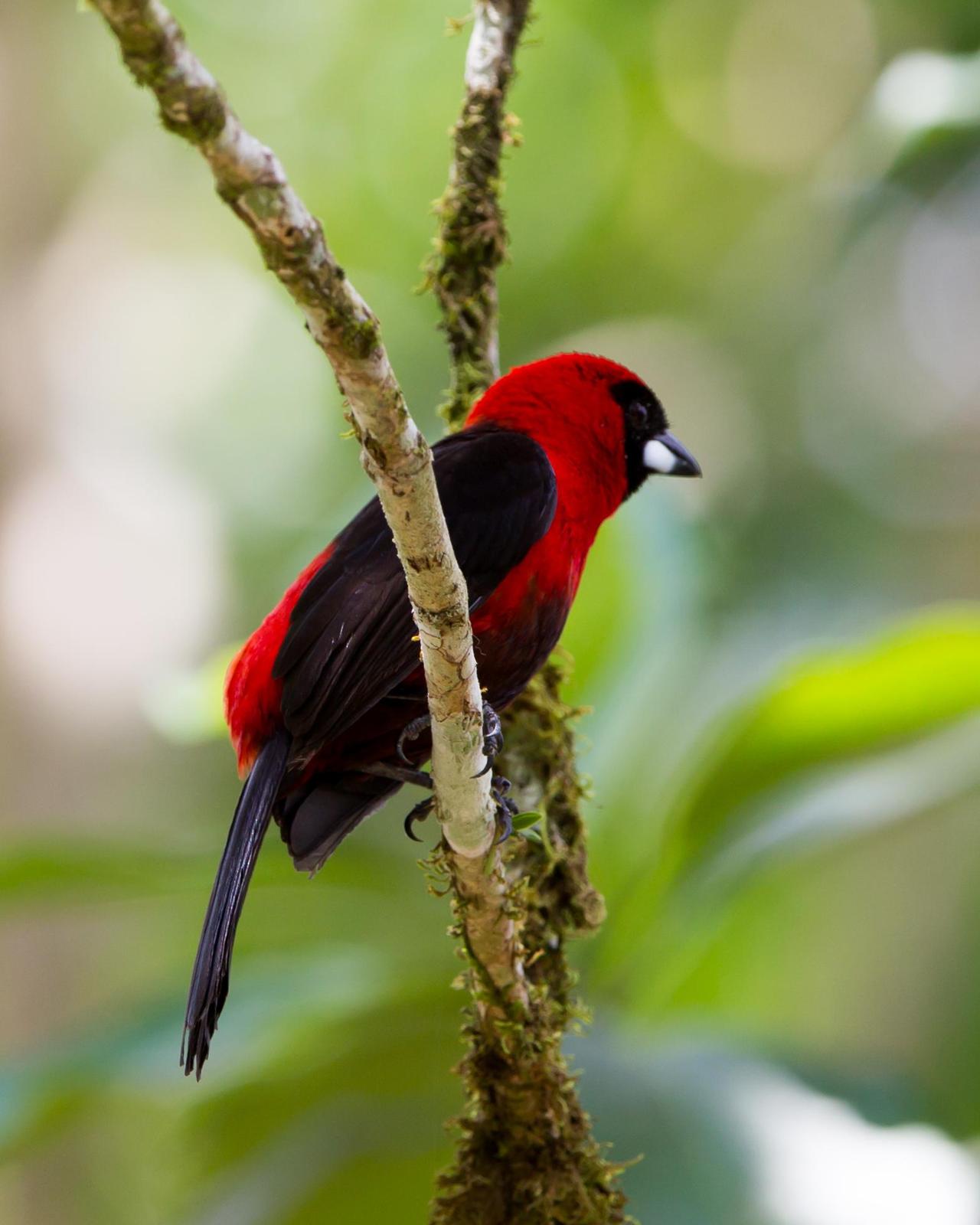 Masked Crimson Tanager Photo by Kevin Berkoff
