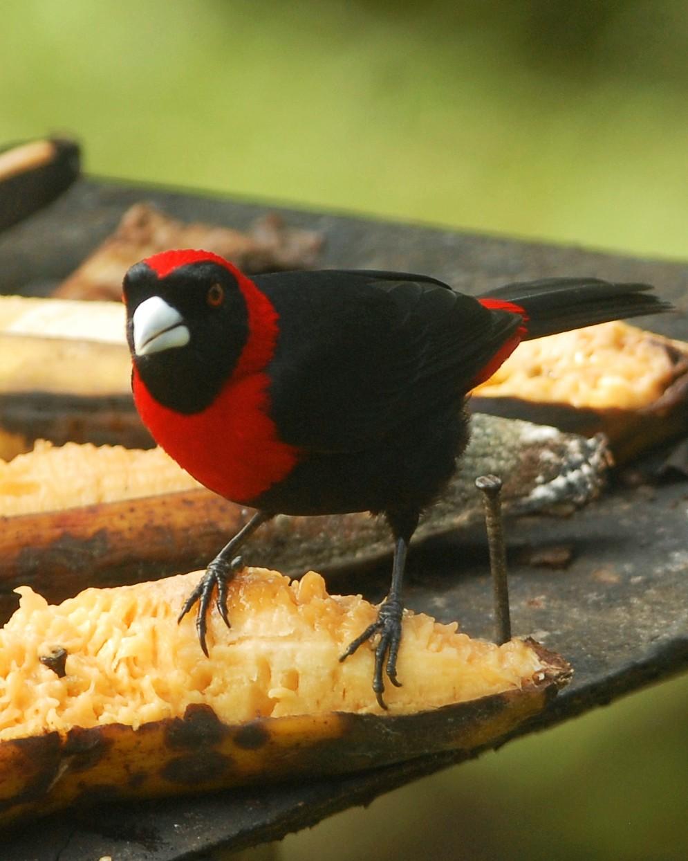 Crimson-collared Tanager Photo by David Hollie