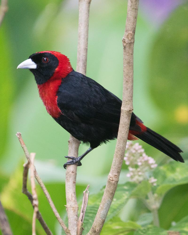 Crimson-collared Tanager Photo by Chris Harrison