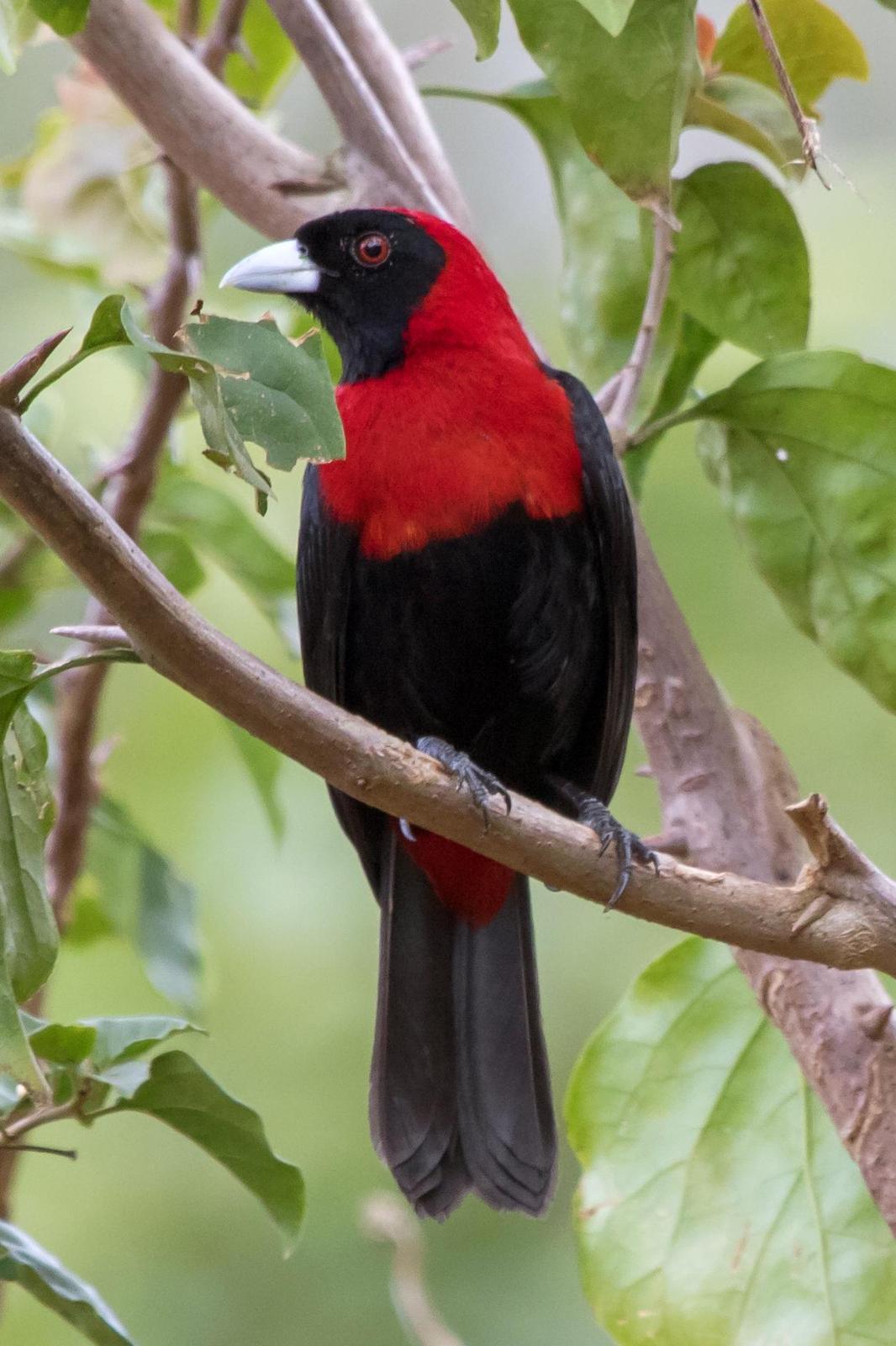 Crimson-collared Tanager Photo by Ashley Bradford