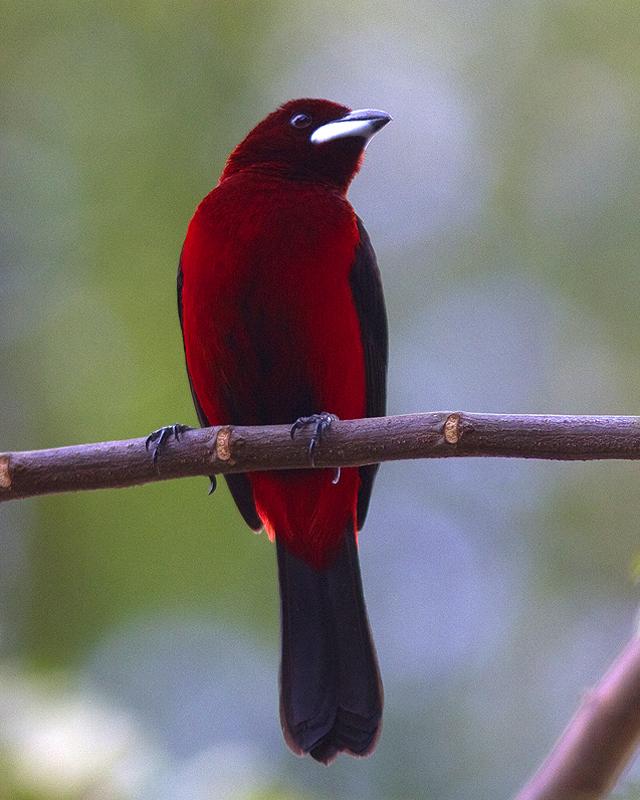 Crimson-backed Tanager Photo by Ryan Shaw