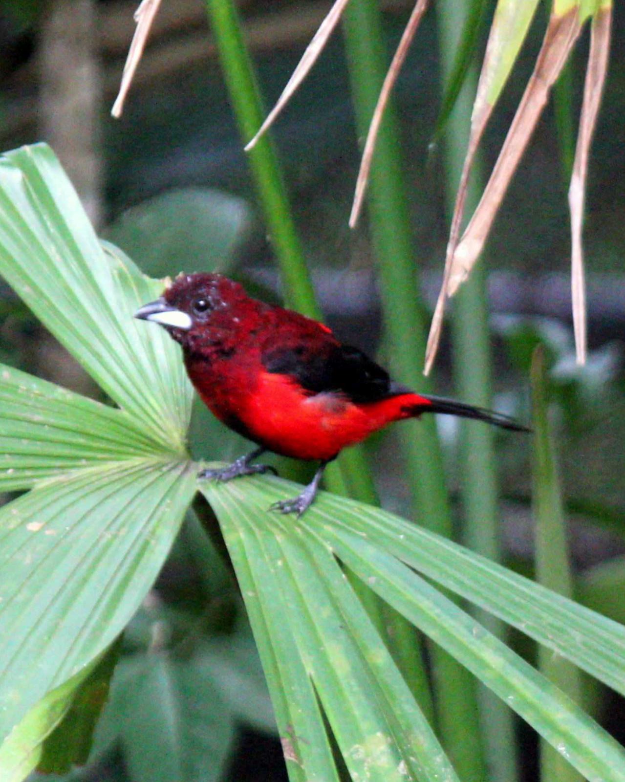 Crimson-backed Tanager Photo by Molly Wollam