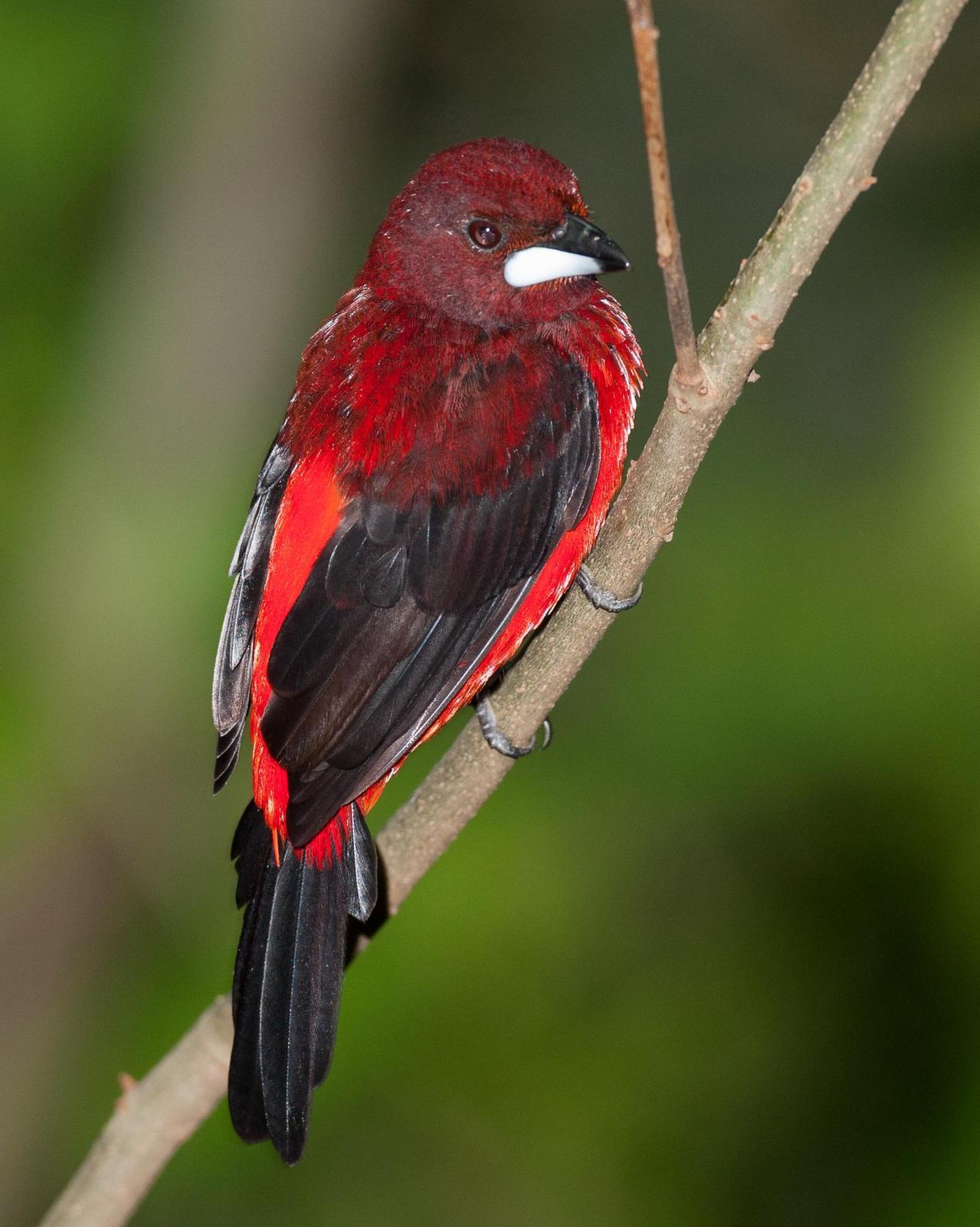 Crimson-backed Tanager Photo by Robert Lewis