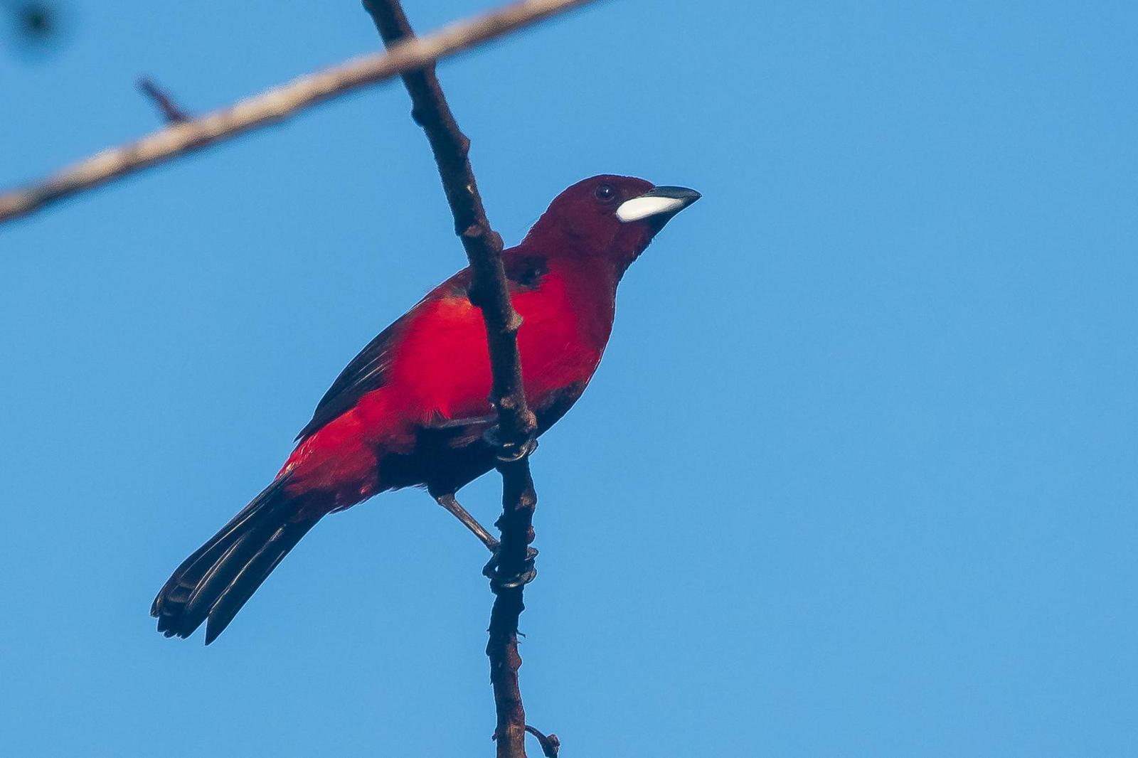 Crimson-backed Tanager Photo by Gerald Hoekstra