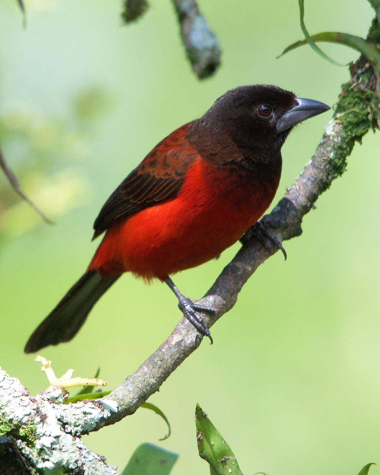 Crimson-backed Tanager Photo by Denis Rivard