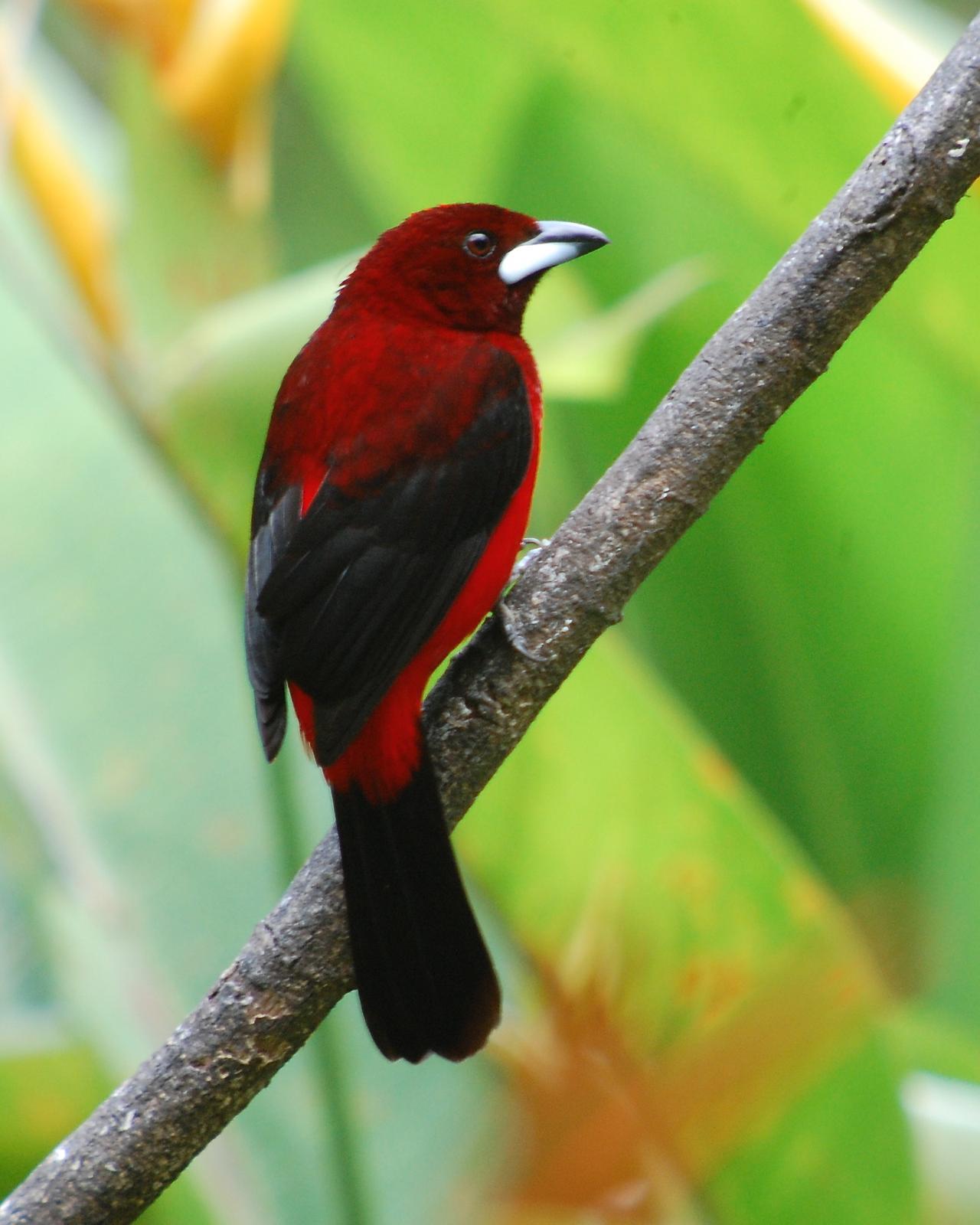 Silver-beaked Tanager Photo by Birdchick.com