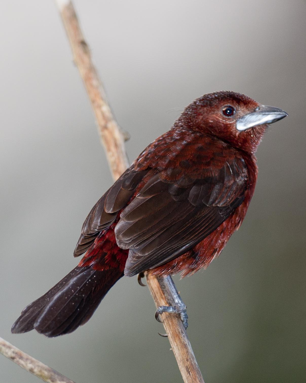Silver-beaked Tanager Photo by Robert Lewis