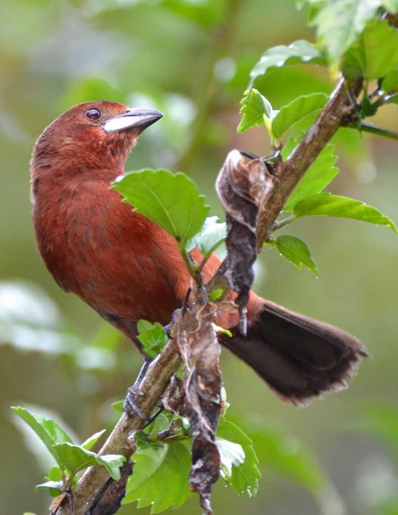 Silver-beaked Tanager Photo by Andrew Pittman